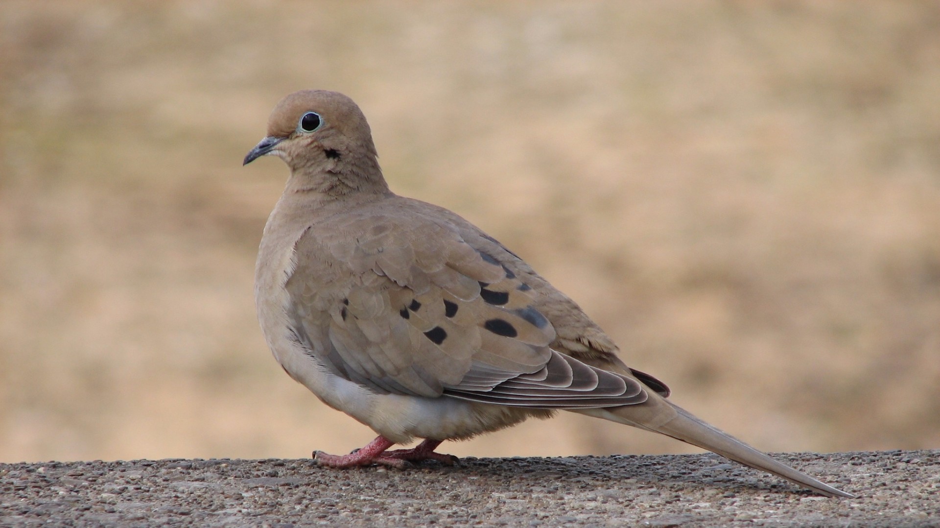 'Second' dove hunting season opens today in Arizona